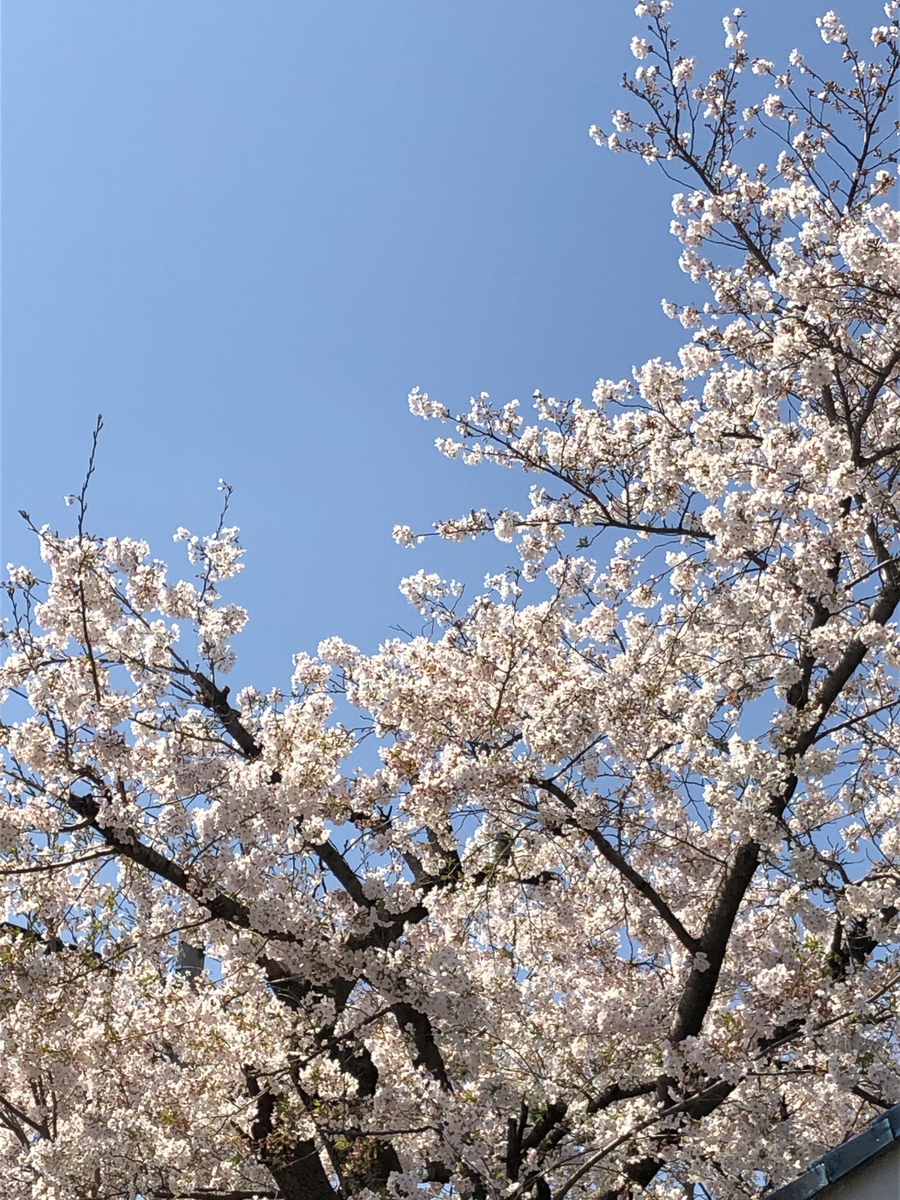 4月6日名古屋市内の家の庭先